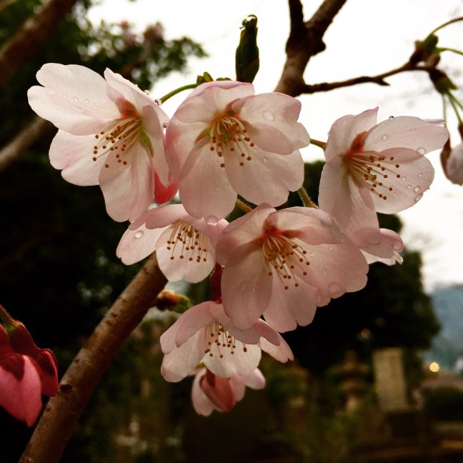 2015-03-29 17.25.45-1